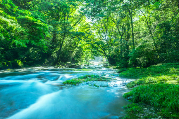 初夏の菊池渓谷 - 峡谷 ストックフォトと画像