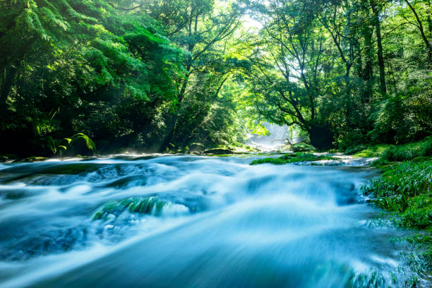 istock Kikuchi Valley in early summer 1187536579