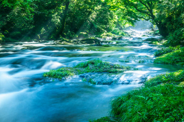 istock Kikuchi Valley in early summer 1187536647
