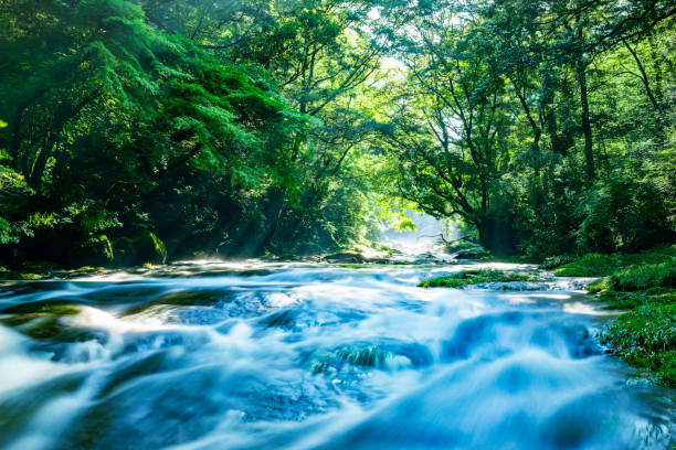 istock Kikuchi Valley in early summer 1187536710