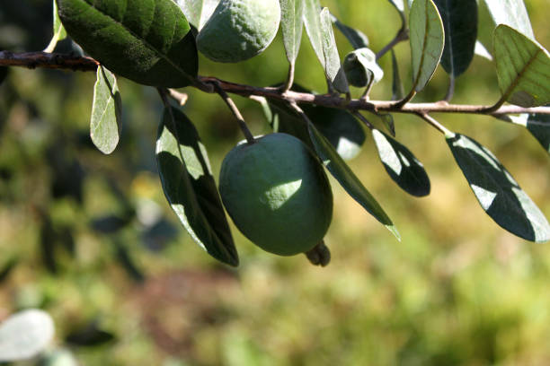 zielona dojrzała feijoa na gałęzi w słoneczny dzień - feijoas ripe fruit iodine zdjęcia i obrazy z banku zdjęć