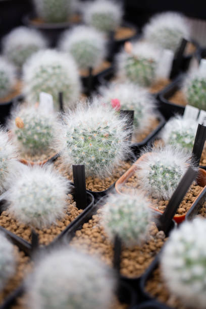 mammillaria bocasana - mammillaria cactus fotografías e imágenes de stock