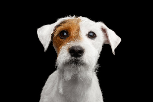 Closeup Portrait of Amazement Jack Russell Terrier Dog isolated on Black background