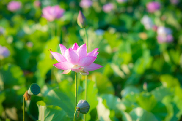 istock Lotus field at Park 1187538473