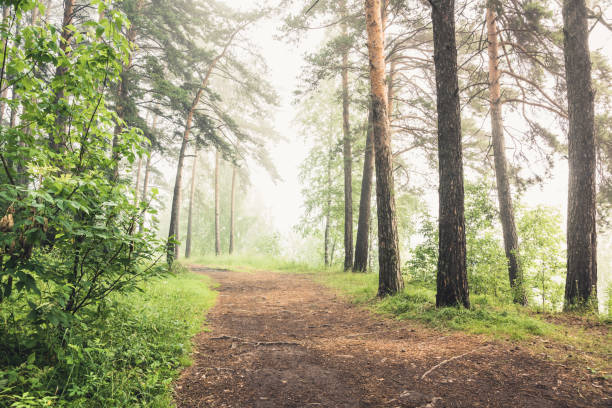 istock Beautiful summer forest in morning fog 1187540670
