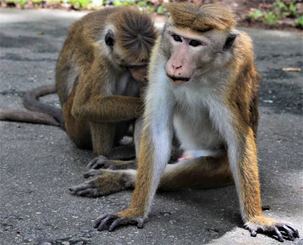 istock Two monkeys sitting on street in Sri Lanka 1187543830