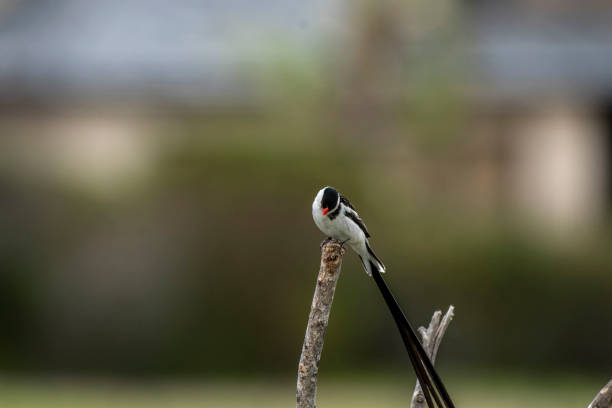Pin-tailed whydah ( Vidua macroura ), head looking down, and a very long black tail feathers. Sitting high on branch showing prominent red beak, against blurred background