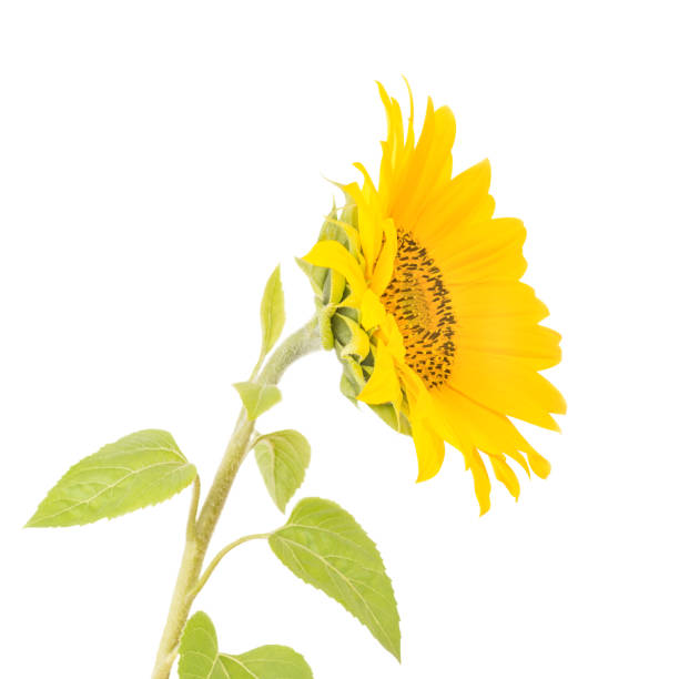 istock Little sunflower flower on a white 1187546639
