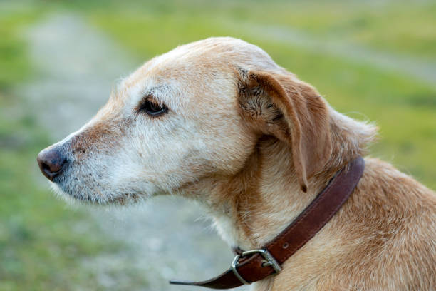 istock Small dog with collar 1187551779