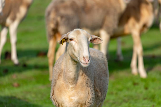 istock Flock of sheep grazing 1187551804