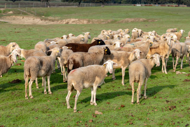 istock Flock of sheep grazing 1187551811