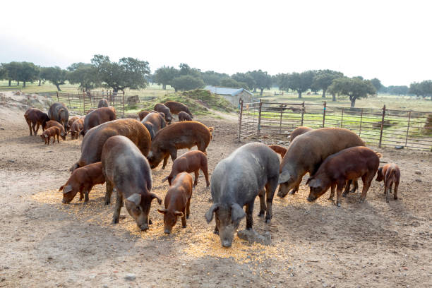 istock Iberian pigs grazing in a farm 1187551831
