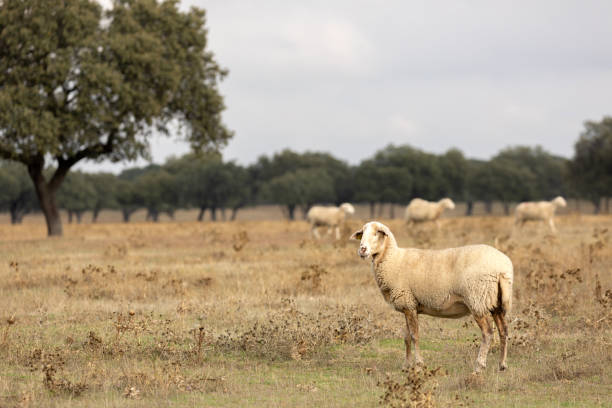 istock Flock of sheep grazing 1187551897
