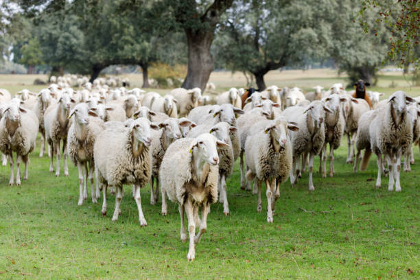 istock Flock of sheep grazing 1187551908