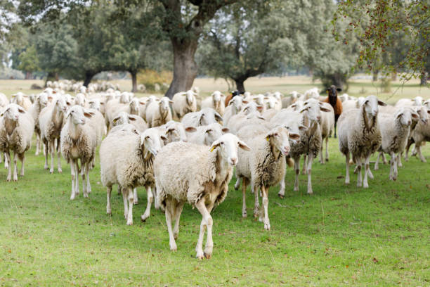 istock Flock of sheep grazing 1187551909