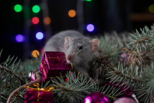 Christmas rat Symbol of the new year 2020. Year of the rat. Chinese New Year 2020. Christmas toys, bokeh stock photo