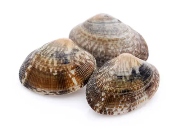 Photo of Japanese asari clams