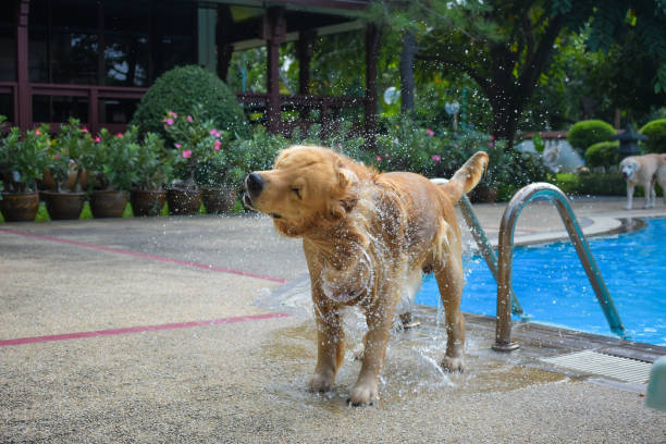 istock Dog (Golden Retriever) Shaking Water 1187554279