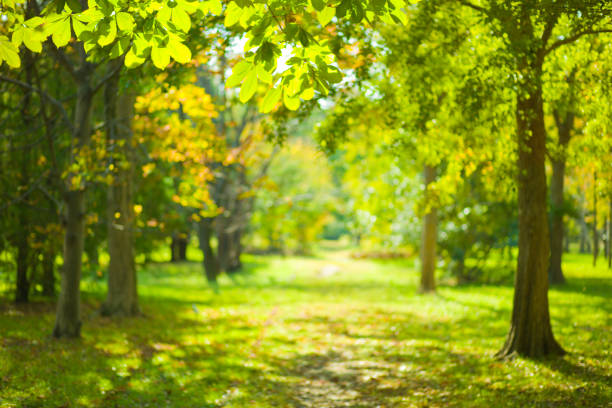 green forest blur bokeh background
