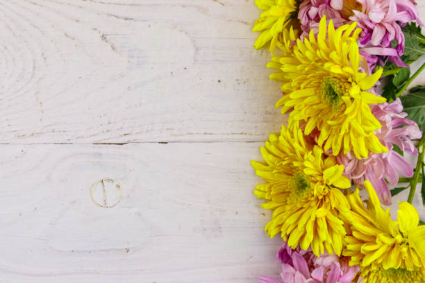 Yellow chrysanthemum flowers with dew drops close up as a beautiful nature background. Fall theme concept. Selective focus