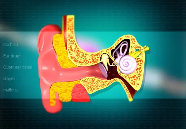 Photo of Ear anatomy.Inner Ear Cross-section