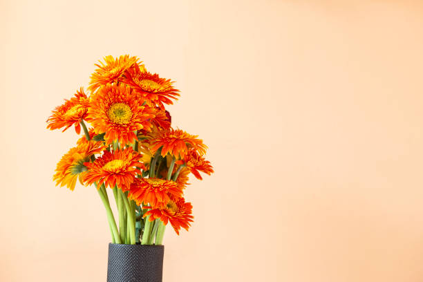 Beautiful orange daisy flower in black ceramic vase with space on yellow background, house decoration
