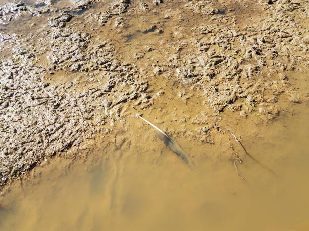 istock goose feather and foot prints in the mud with water 1187555845