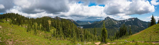 istock Panoramic view of the cypress forest landscape. 1187558219