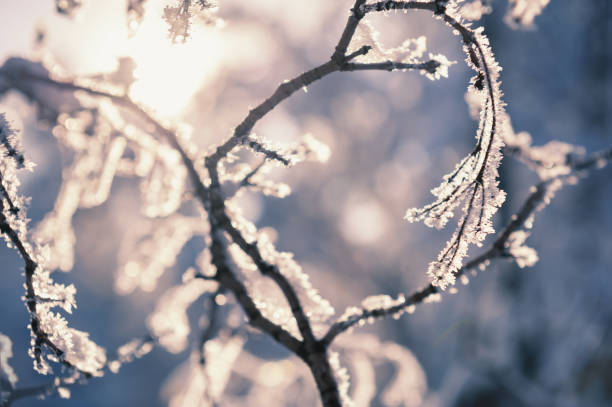 istock Frozen trees in winter forest at sunset. 1187558253