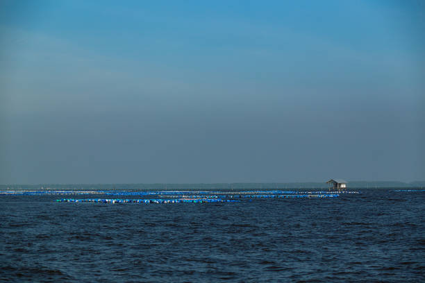 shell farming in the sea - pacific oyster imagens e fotografias de stock