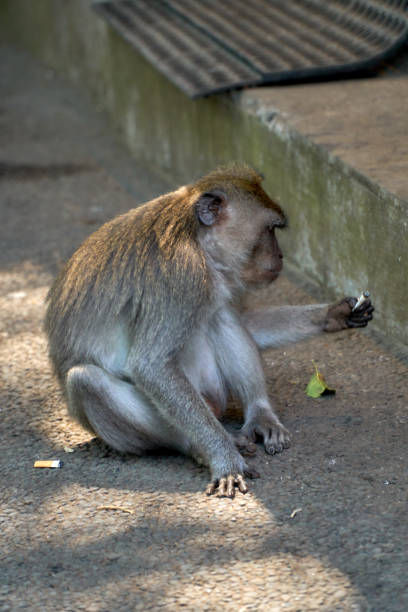 Little monkey on the street looking the rubbish
