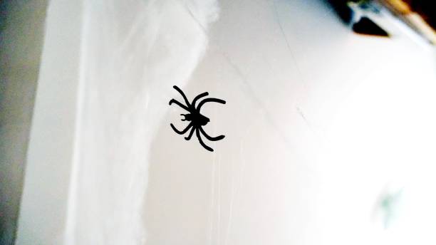 istock spiders and cobwebs scattered around the house 1187559470