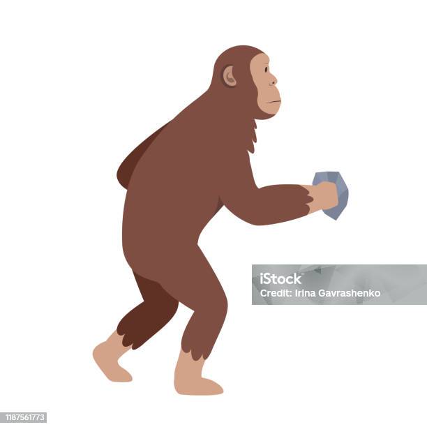 Primata Australopithecus Antropoid Primata Dengan Batu Australopithecus Ilustrasi Stok - Unduh ...