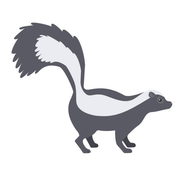 skunk. - skunk stock illustrations