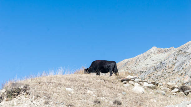 yak pastando en la cima de una montaña del himalaya. ladakh, india. - kaza fotografías e imágenes de stock