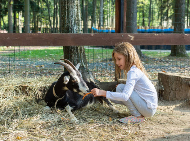 young girl feeding goat on farm - animals feeding animal child kid goat imagens e fotografias de stock