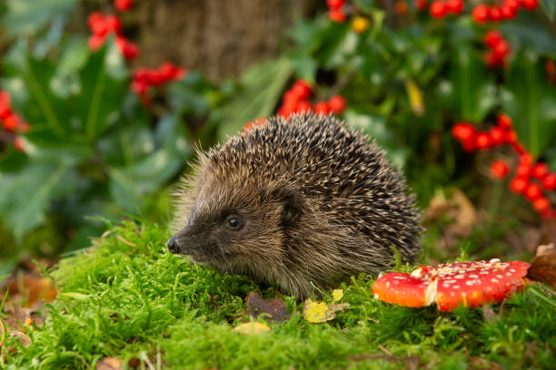 hedgehog in natural woodland habitat with red holly berries and red fly agaric toadstool. - mushroom fly agaric mushroom photograph toadstool imagens e fotografias de stock
