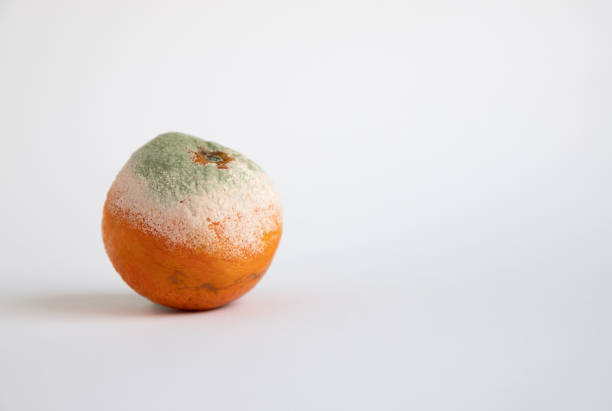 istock Half moldy tangerine on a white background. Place for text 1187568103