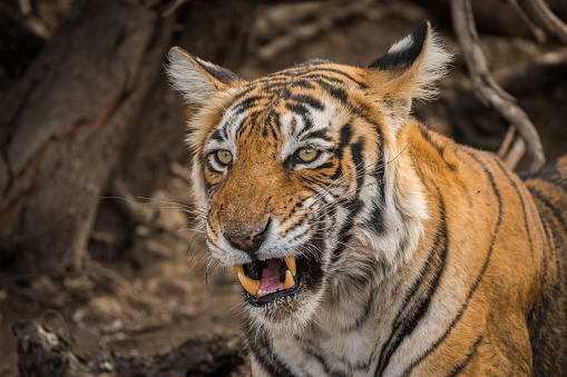 Hermoso retrato de tigre hembra de bengala real o tiro a la cabeza con un contacto visual. Esta tigresa para adultos tiene melena y barba preciosas en el Parque Nacional Ranthambore, Rajastán, India, Asia - panthera tigris photo