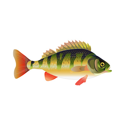 European perch. Vector illustration isolated on the white background