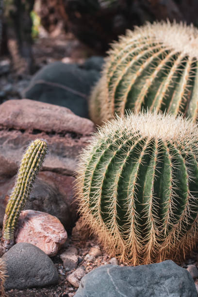 istock Two thick round cacti and one long thin among the stones. 1187568560