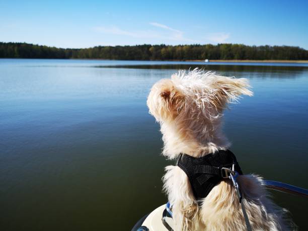 istock Maltese enjoying the boat ride 1187570036