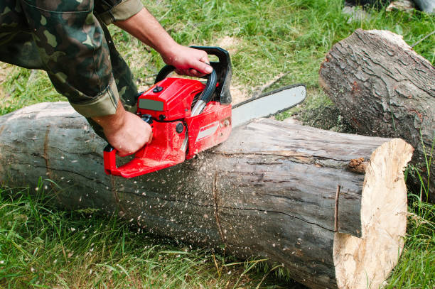 istock An employee with a chainsaw cuts a log. Worker in wood. 1187570743