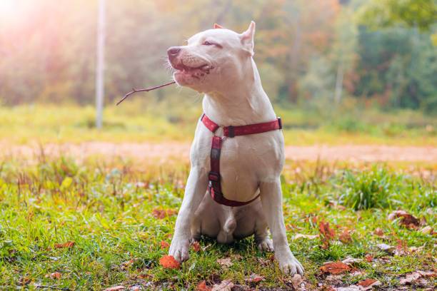 Amstaff dog on a walk in the park. Big dog. Bright dog. Light color. Home pet. Amstaff dog on a walk in the park. Big dog. Bright dog. Light color. Home pet. Dog on a background of greenery american stafford pitbull dog stock pictures, royalty-free photos & images