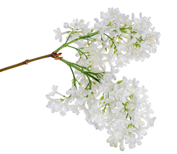 istock isolated pure white lilac blossom 1187572669