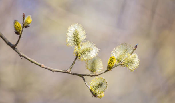 istock goat willow blossoming branch on brown background 1187572674