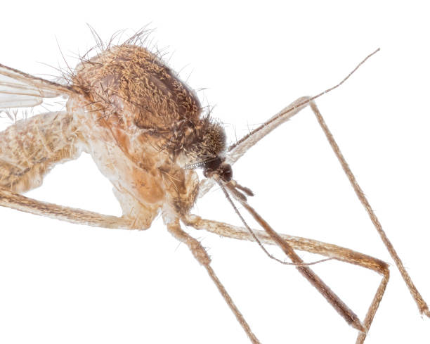 istock small light brown mosquito closeup 1187572689