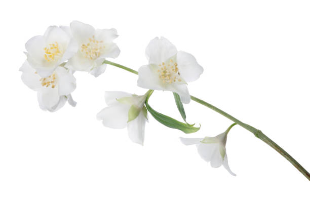 istock jasmin blooms with small green leaves 1187572690