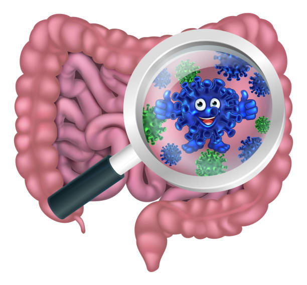 Bacteria Cartoon Character in Gut or Intestines Fun gut bacteria cartoon mascot being shown with a magnifying glass. Could be result of probiotics promoting good digestive flora or other microbes. intestinal tract infection stock illustrations