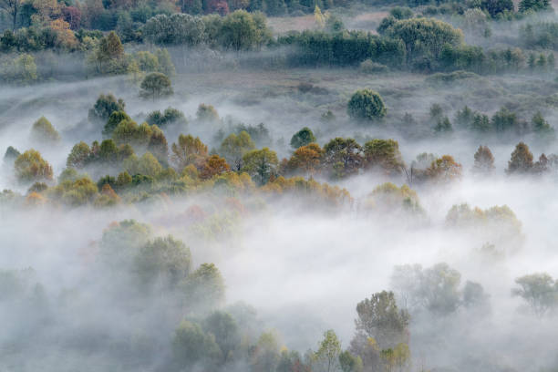 Autumn leaf color at morning